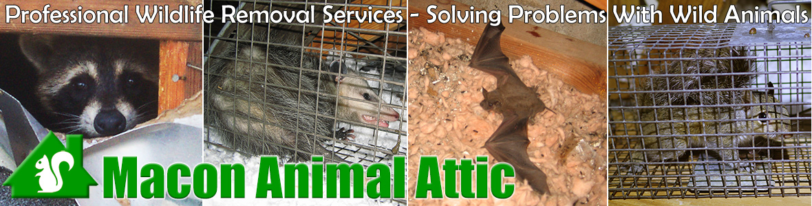 Macon Animal Attic